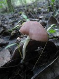 Entoloma roseum image