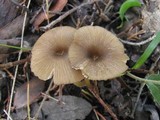 Entoloma exile image