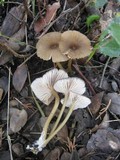Entoloma exile image