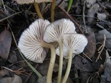 Entoloma exile image