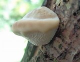 Trametes gibbosa image