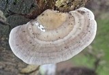 Trametes gibbosa image