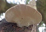 Trametes gibbosa image
