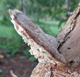 Trametes gibbosa image