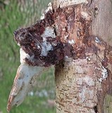 Trametes gibbosa image