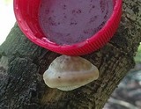 Trametes gibbosa image