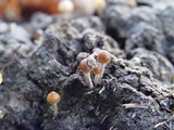 Psilocybe coprophila image