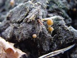 Psilocybe coprophila image