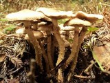 Pholiota terrestris image