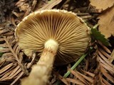 Pholiota terrestris image