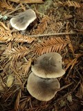 Tricholoma terreum image