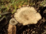 Arrhenia epichysium image