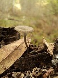 Arrhenia epichysium image