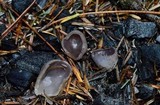 Peziza violacea image