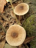 Pluteus exilis image