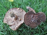 Sarcodon imbricatus image