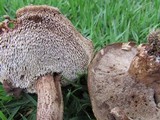 Sarcodon imbricatus image