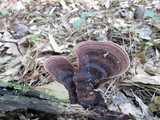 Nigroporus vinosus image