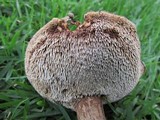 Sarcodon imbricatus image