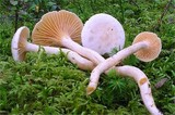 Hygrophorus karstenii image