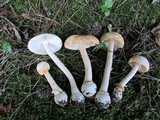 Amanita roseitincta image
