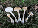 Amanita roseitincta image