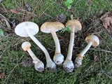 Amanita roseitincta image