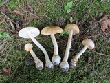 Amanita roseitincta image