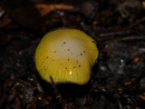 Hygrocybe flavifolia image
