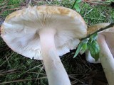 Amanita roseitincta image