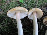 Amanita roseitincta image