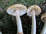 Amanita roseitincta image