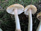 Amanita roseitincta image