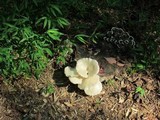 Pleurotus pulmonarius image