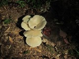 Pleurotus pulmonarius image