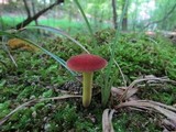 Phylloporus rhodoxanthus image