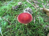 Phylloporus rhodoxanthus image
