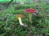 Phylloporus rhodoxanthus image
