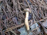 Chroogomphus vinicolor image