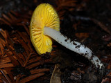 Hygrocybe flavifolia image