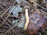 Chroogomphus vinicolor image