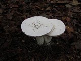 Amanita polypyramis image