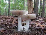 Amanita polypyramis image