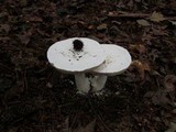 Amanita polypyramis image