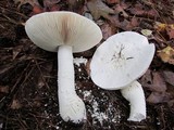 Amanita polypyramis image