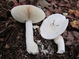 Amanita polypyramis image