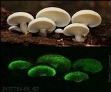 Panellus pusillus image