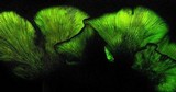 Omphalotus subilludens image