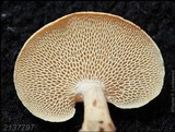 Panellus pusillus image
