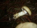 Cortinarius cephalixus image